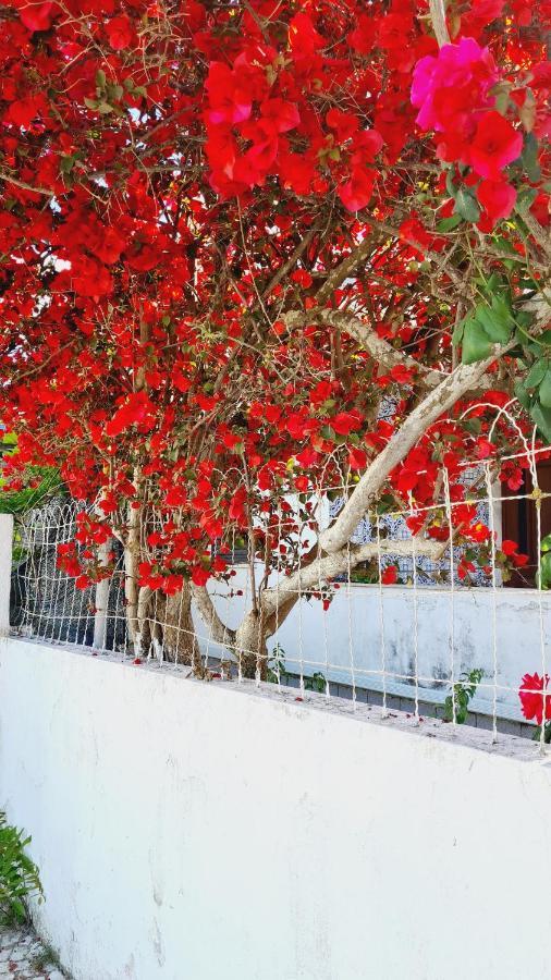 הוילה פלמלה Arrabida Cozy House מראה חיצוני תמונה